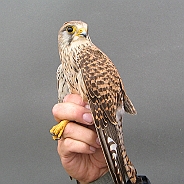 Common Kestrel